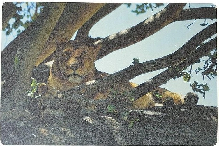 Foam lioness desk pad 60x40cm 5901271357716
