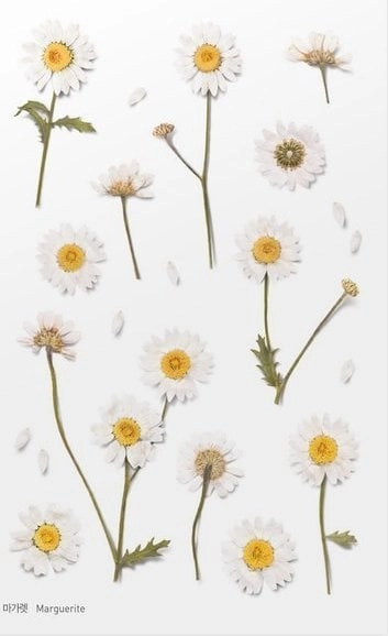 Decorative flower stickers - Margaretki 13280A02851AP