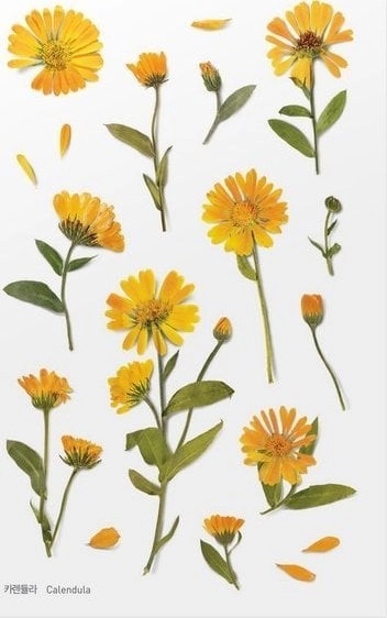 Appree Decorative flower stickers Marigold 33278A02851AP