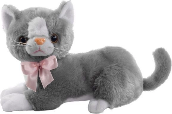 Beppe Gray Flico cat with a