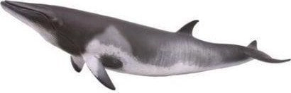 Minke whale 88862 collection 004-88862 4892900888620