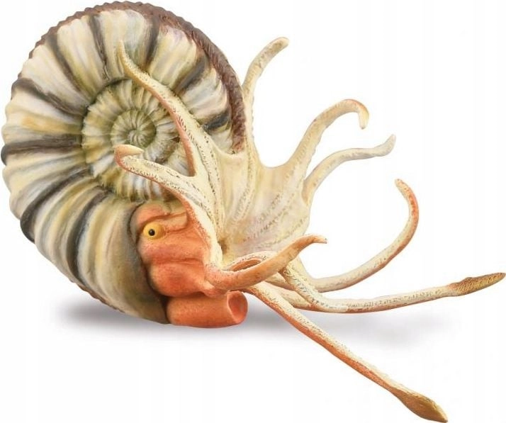 Pleuroceras ammonite 88902 collected 004-88902