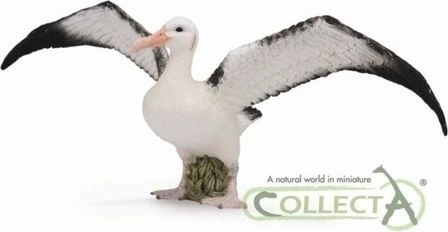 Figurka Collecta Albatros Wędrowny COLL0452 4892900887654