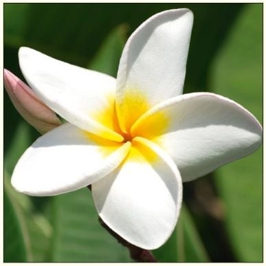 DA VINCI Karnet Kwiat Plumeria DaVinci