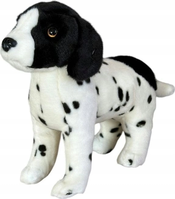 Dubi English pointer dog standing 28cm