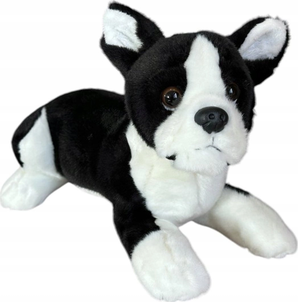 Dubi Boston terrier dog lying down