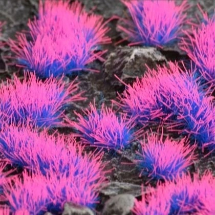 Gamers Grass Gamers Grass: Special tufts