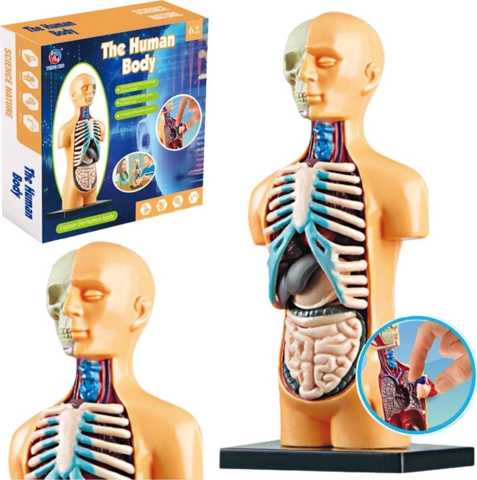 LeanToys Educational Anatomical Model Human Body
