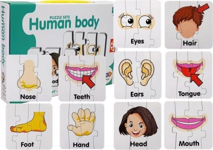 Educational puzzle parts of the body