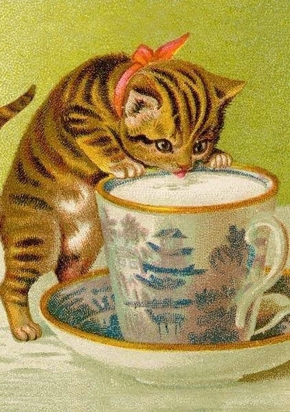 B6 card with envelope Cat drinking