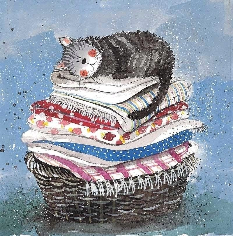 Pass AC329 Cat on a laundry