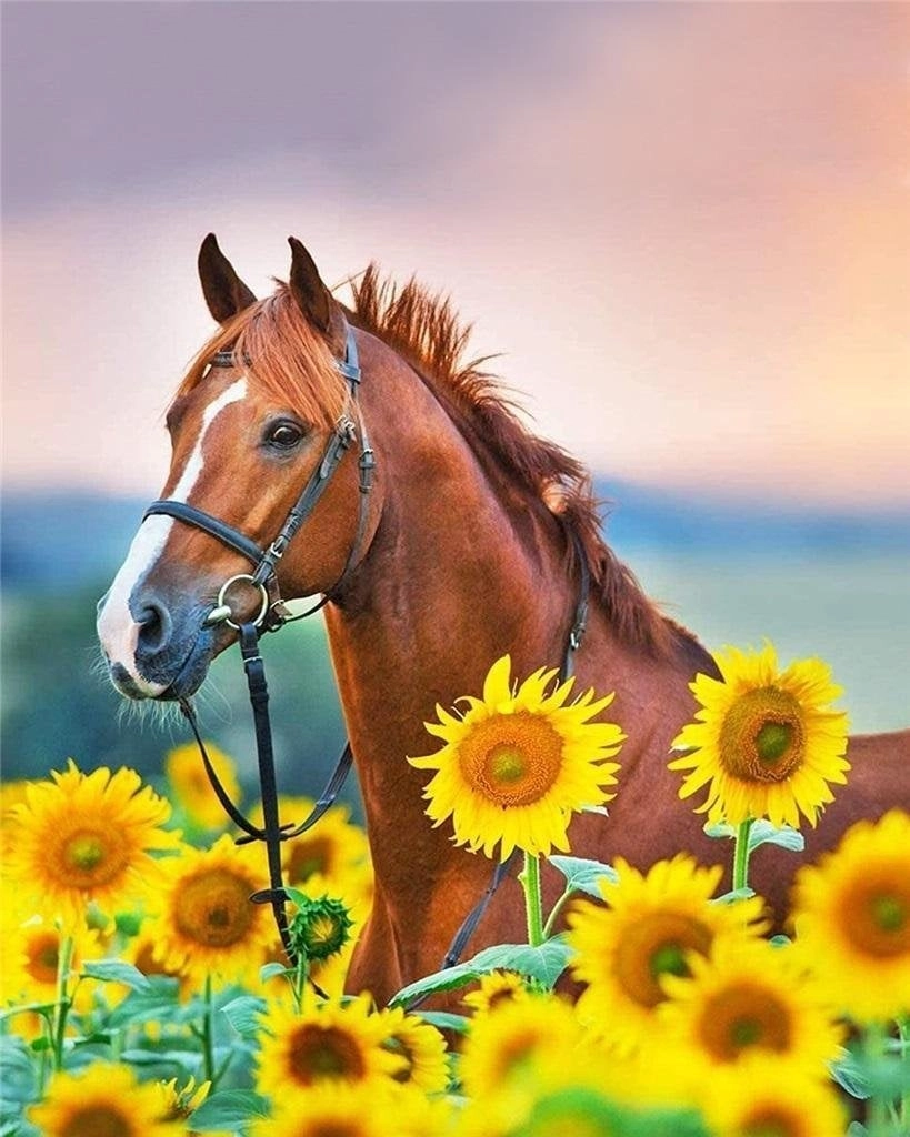 Painting by numbers - 30x40cm Horse
