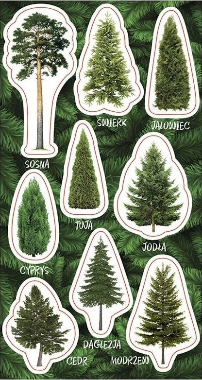Morning Stickers Coniferous trees 523004 4823076151850