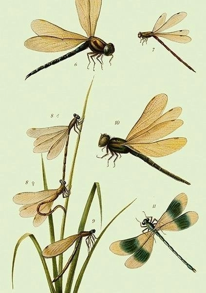ST435 B6 pass + Dragonfly envelope