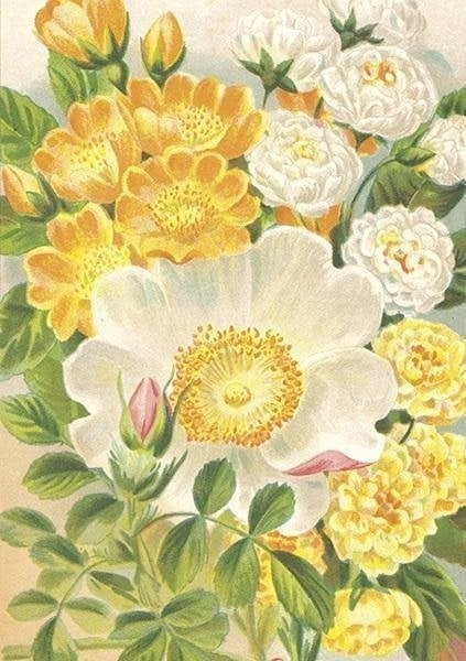 ST473 B6 card + Yellow roses
