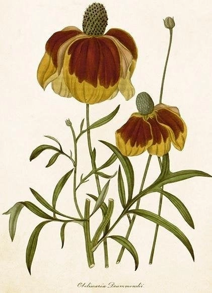 ST500 B6 pass + Rudbeckia envelope