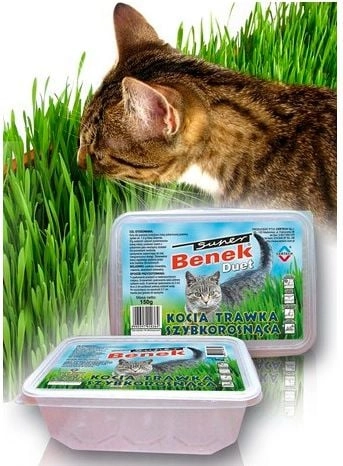 Super Benek KOCIA TRAWA DUET 10344