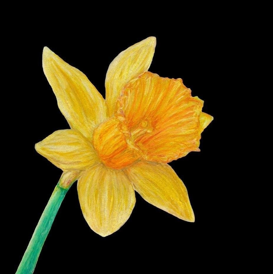 Card with envelope SB13 Narcissus 0728350951642