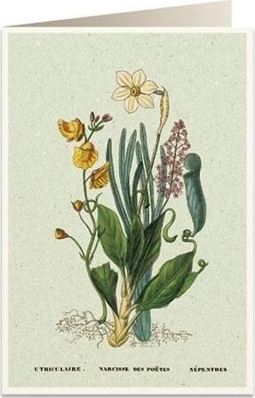 B6 pass + envelope 6062 Narcissus