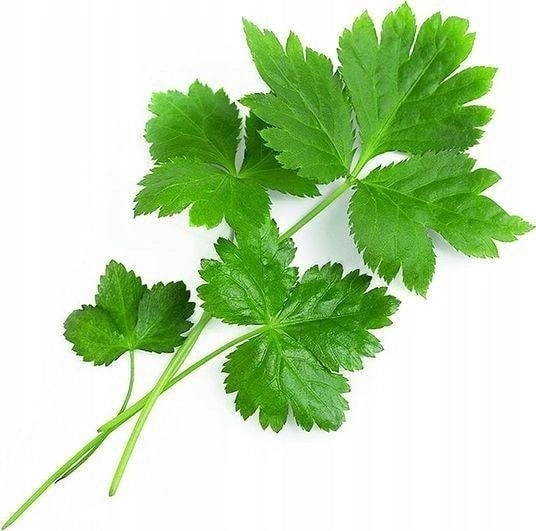 Veritable Veritable Lingot Japanese Mitsuba parsley