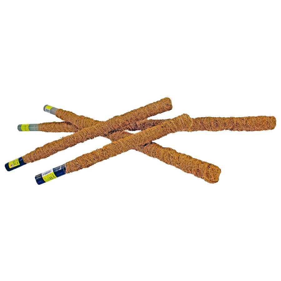 Nūja kokosa 80cm ( 0004740 5905620004740