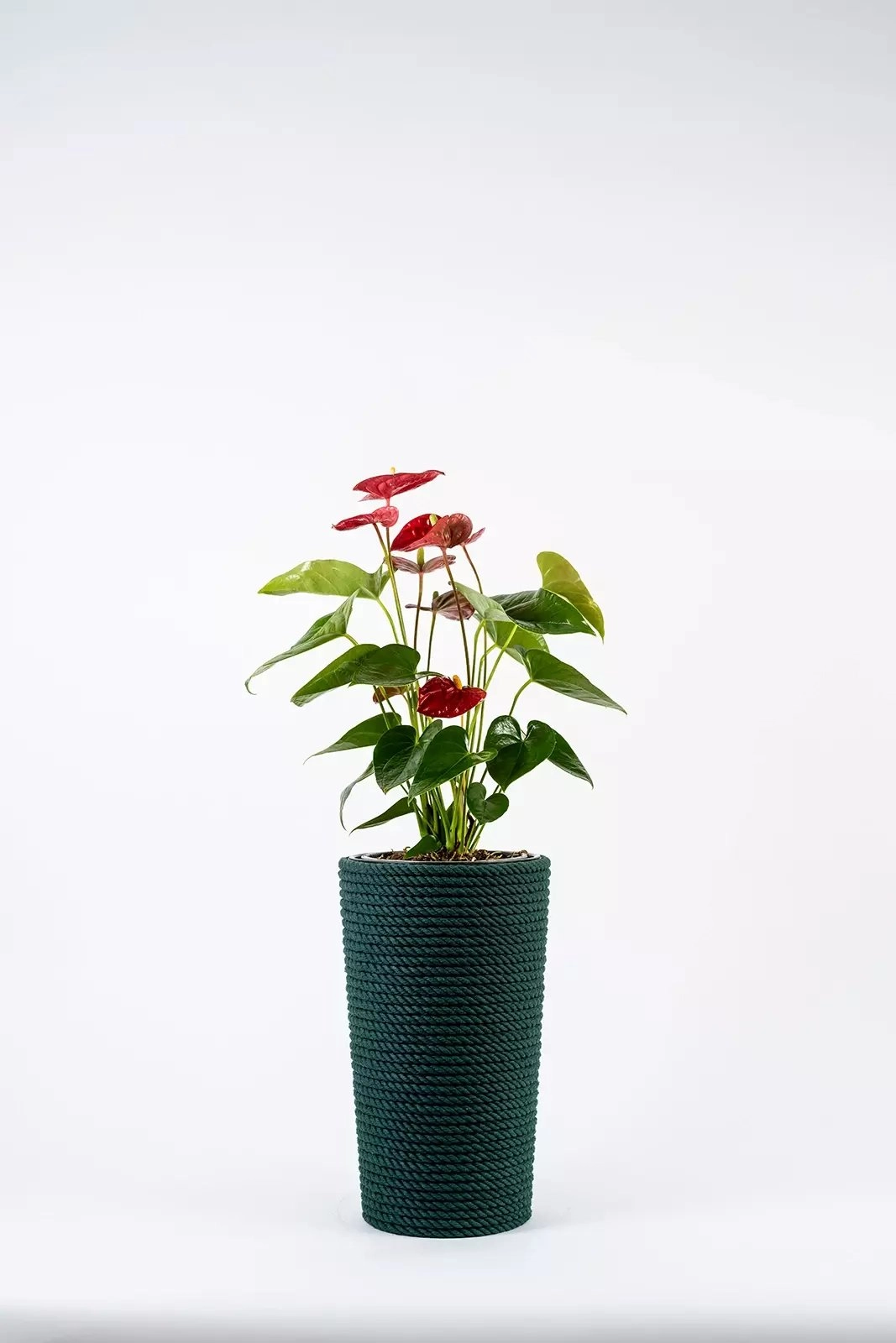 Adoni Green cotton flower pot with