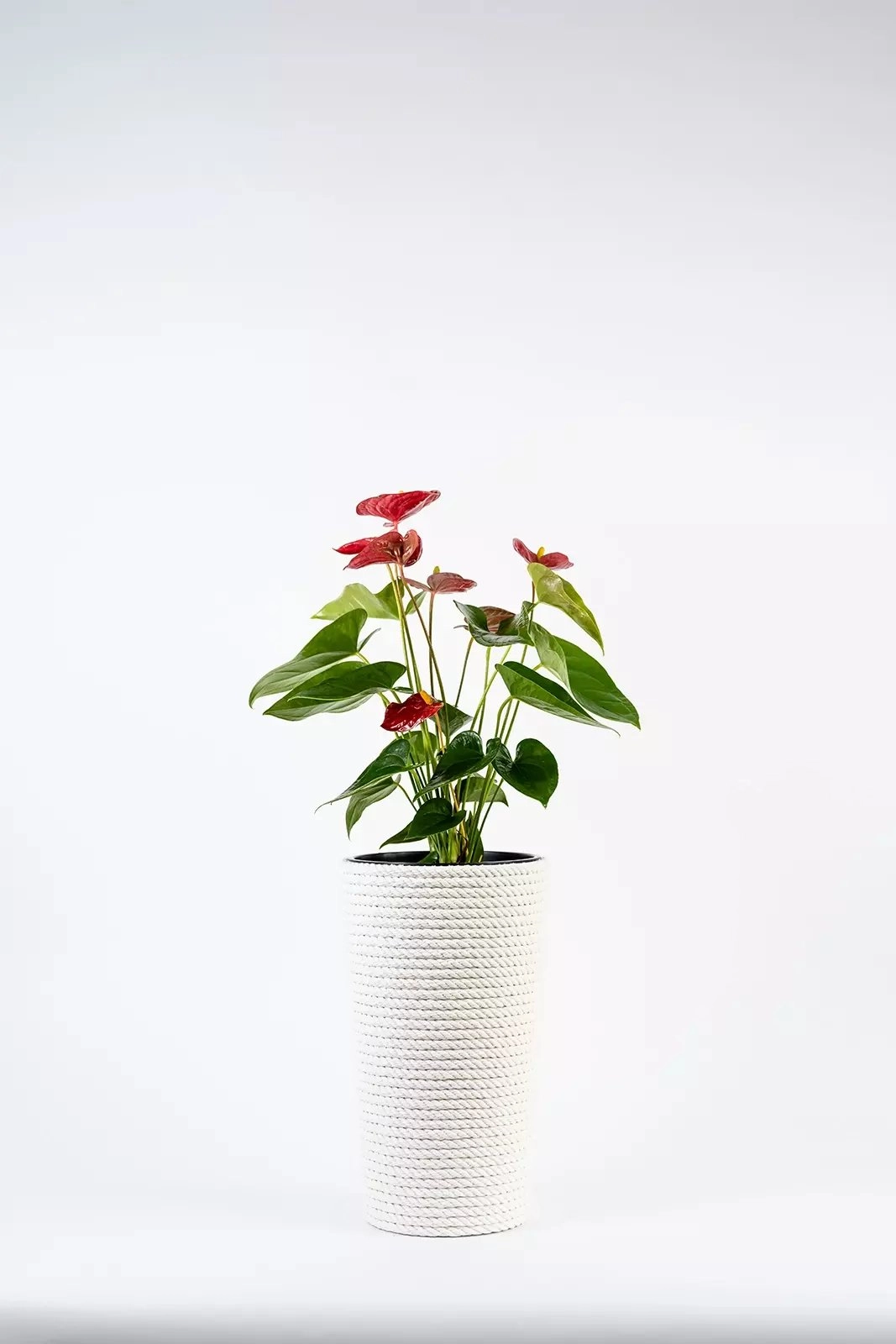 Adoni White cotton flowerpot with insert