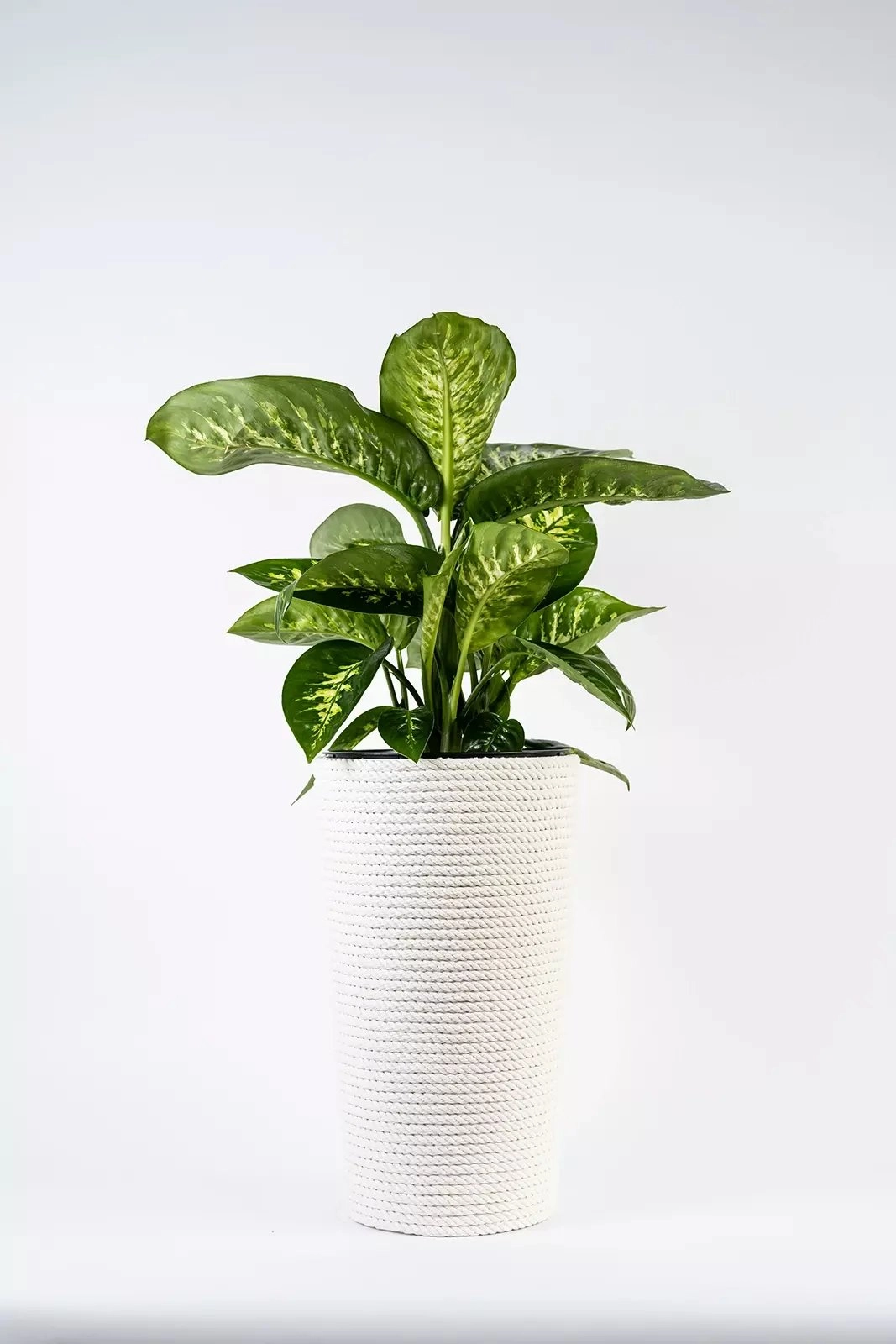 Adoni White cotton flower pot with