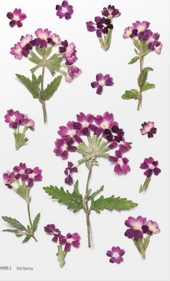 Verbena flower decorative stickers 13287A02851AP 8809269839176