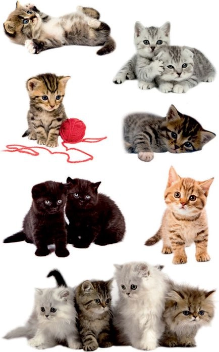 Avery Zweckform Paper stickers - Cats