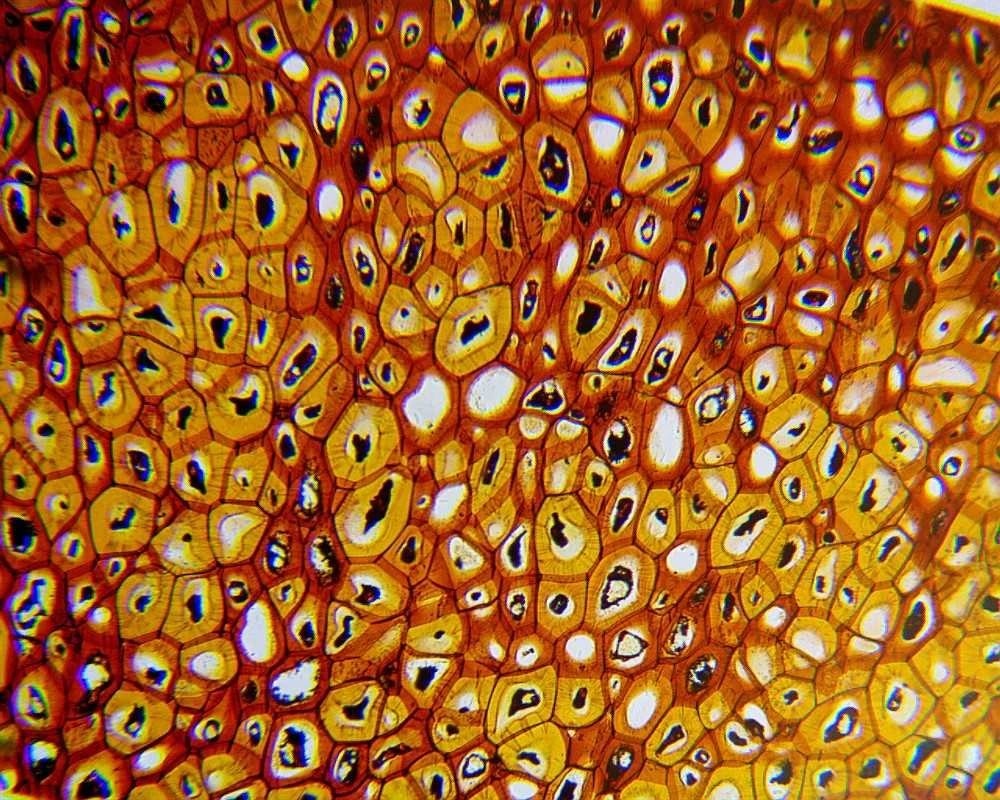 Deltaoptical Microscope Biolight 100 White 7811689
