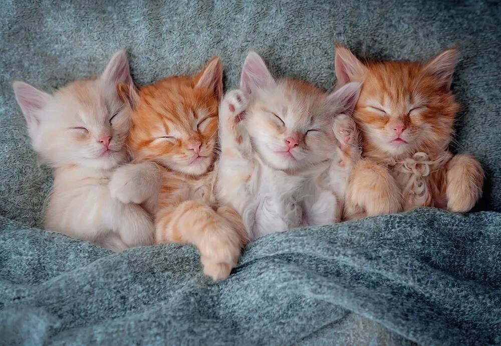 Castorland Puzzle 1000 The Sweetest Kittens