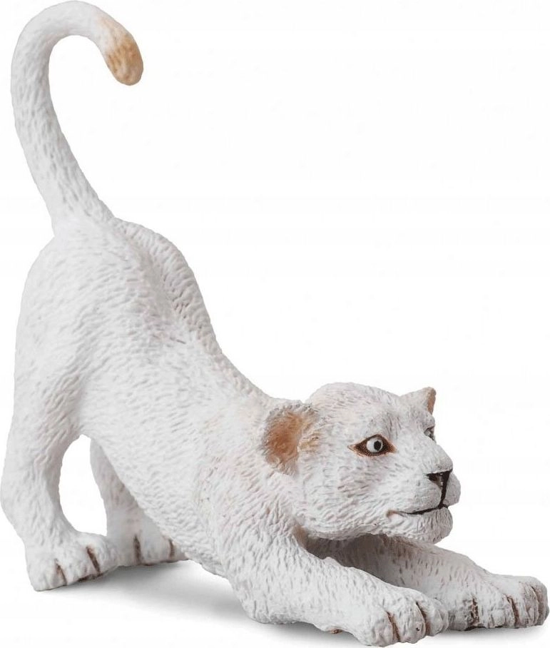 WHITE LION CUB SPREADING (S) 004-88550