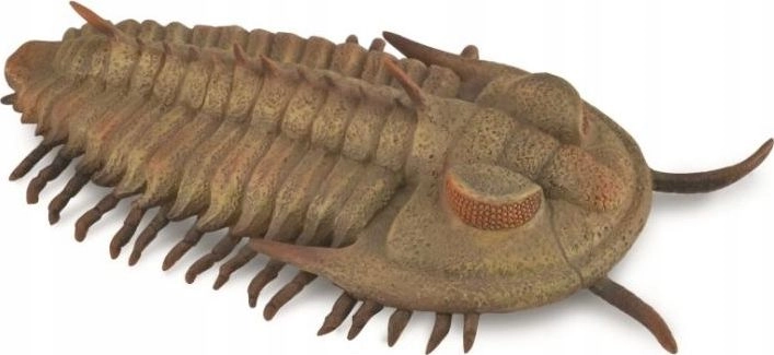 Redlichia rex Trilobite 88906 collected 004-88906