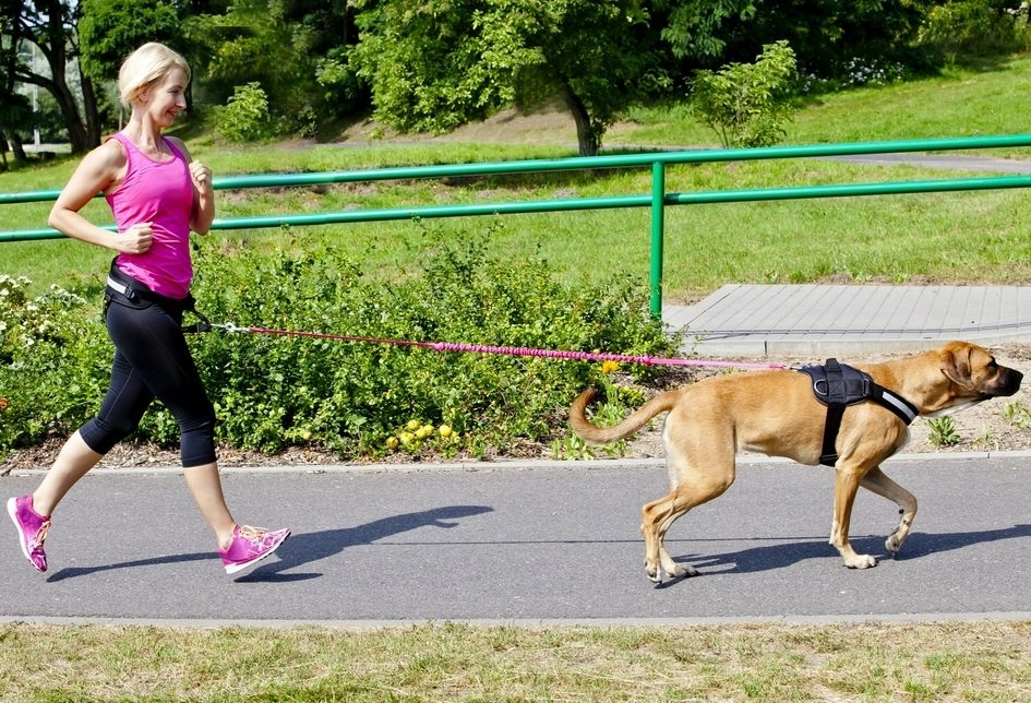Dingo smycz z taśmy z amortyzatorem