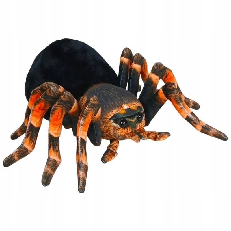 Black-tailed spider. 25cm 34731 15955857 5905965334731