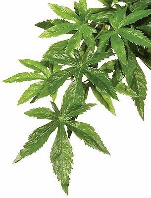 Hagen EXOTERRA ROŚLINA ABULITON S 007286