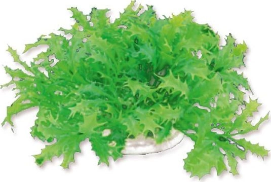 Happet HAPPET ROŚLINA FOLIA 10CM /