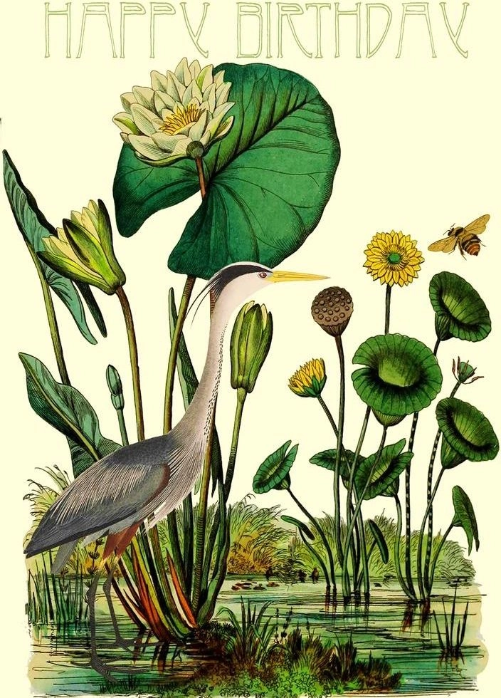 B6 pass with a Heron`s Birthday