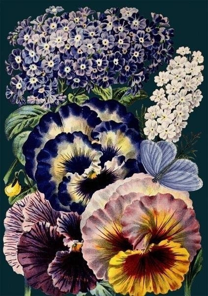 B6 card with envelope Pansies at