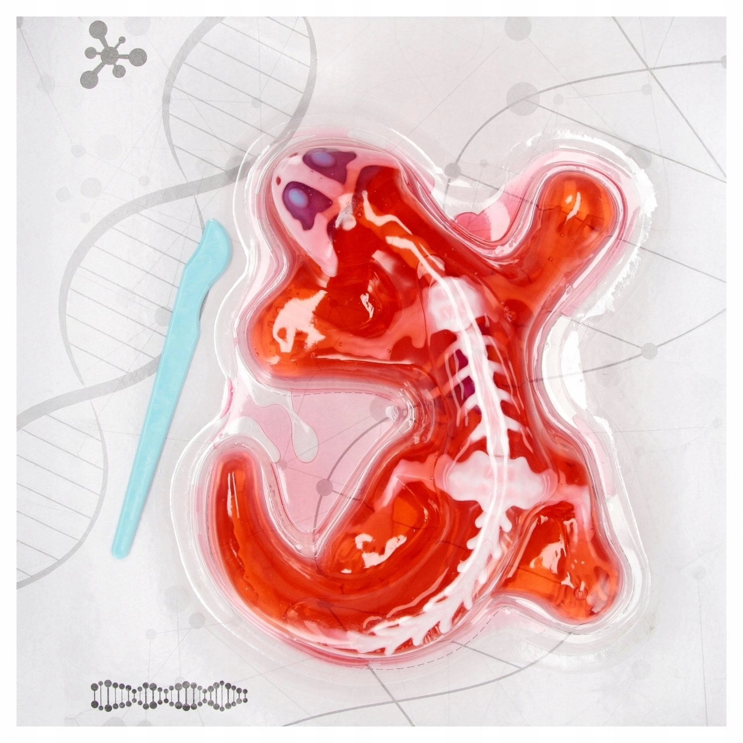 Mega Creative ZEST SCIENTIST ANATOMY LIZARD