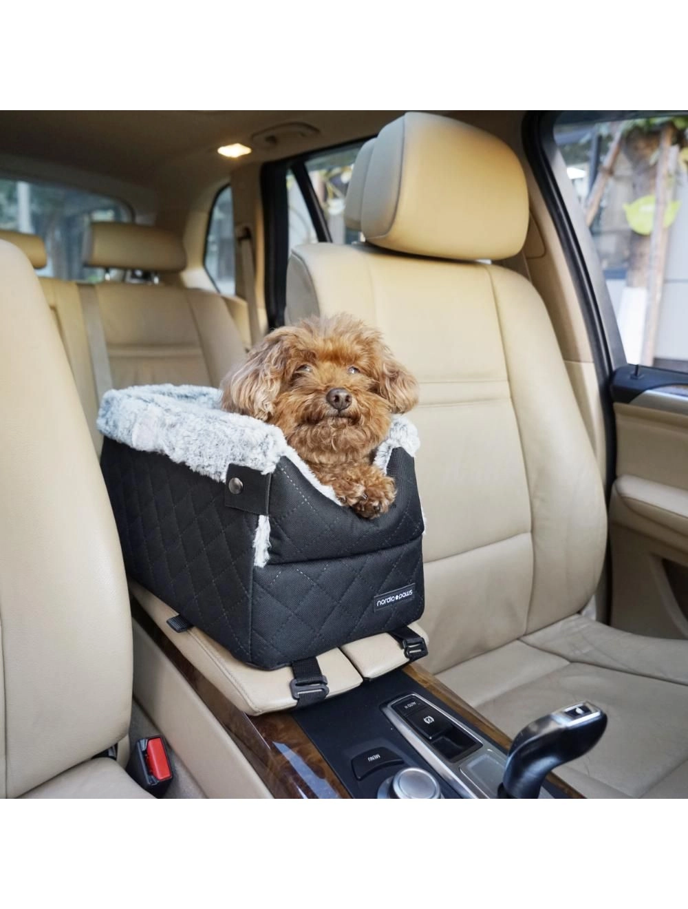 Nordic paws - Molly Carseat -