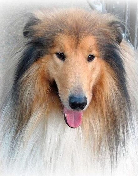 5D diamond mosaic - Lassie 40x30cm