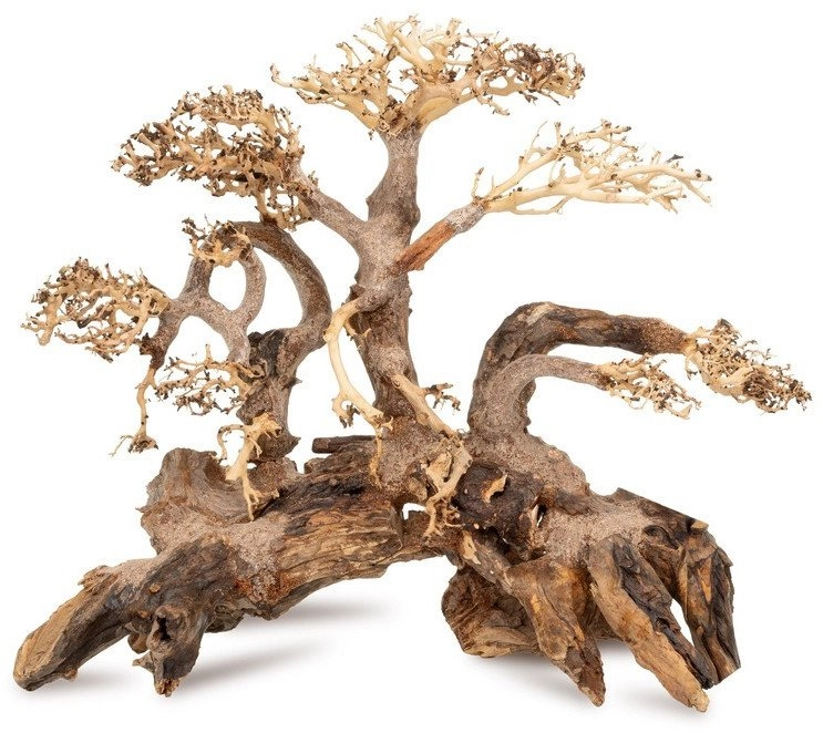 Sinking Bonsai tree no. 59 70x50