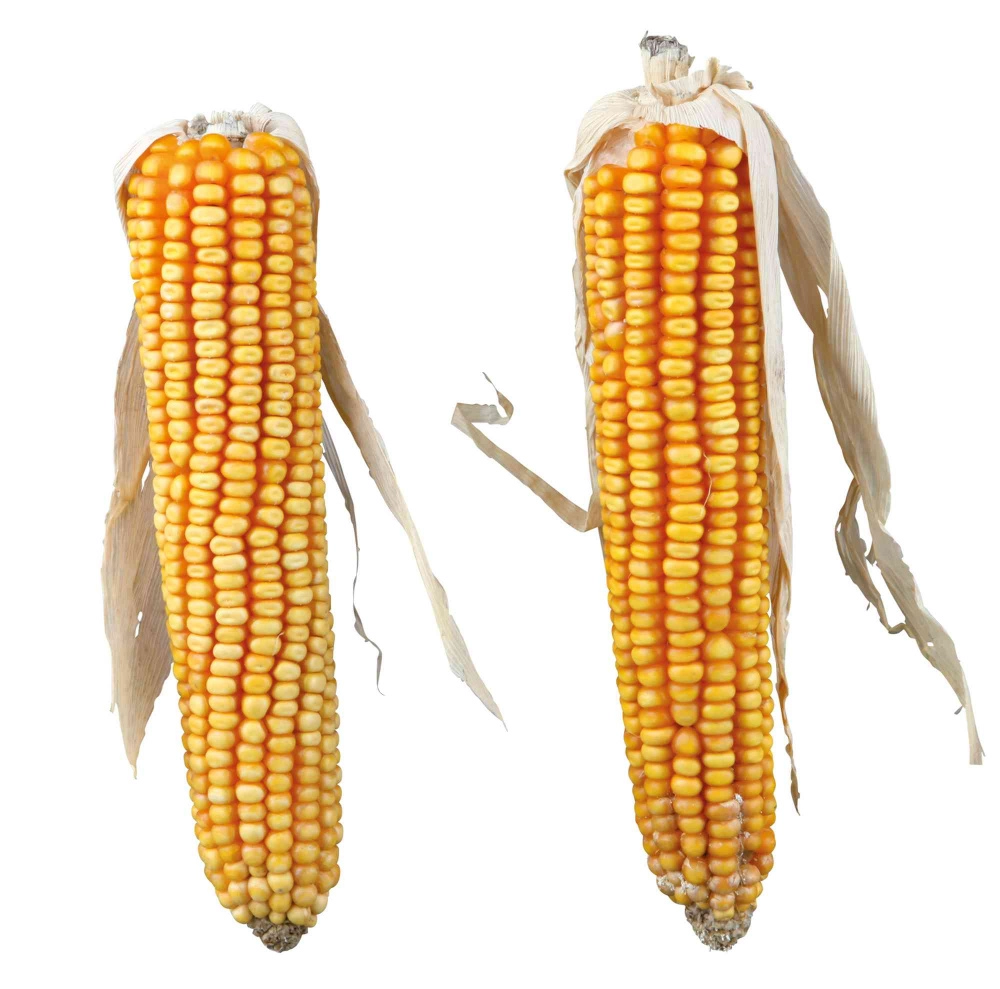 TRIXIE 60288 small animal food Seeds