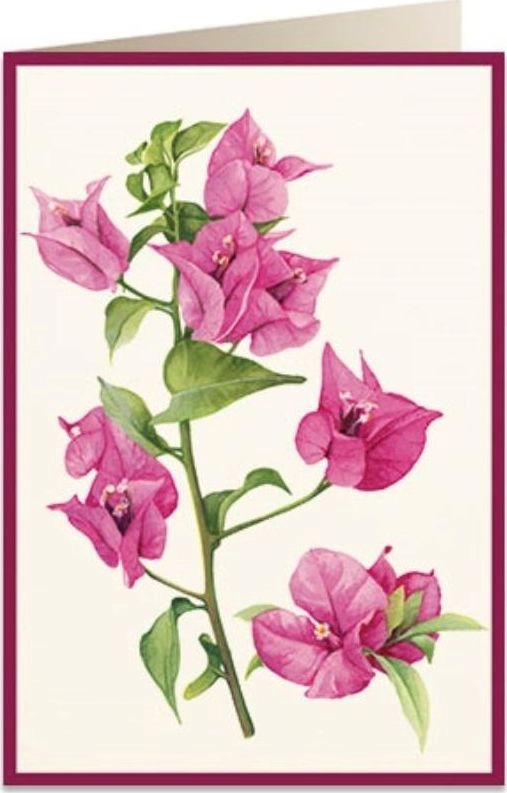B6 pass + envelope 5934 Bougainvillea