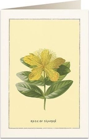 B6 card + envelope 6018 Rose