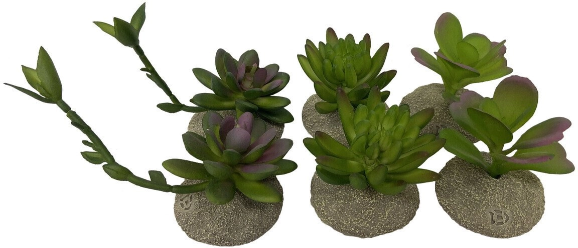 Terra Natura Succulent  decoration  for terrarium