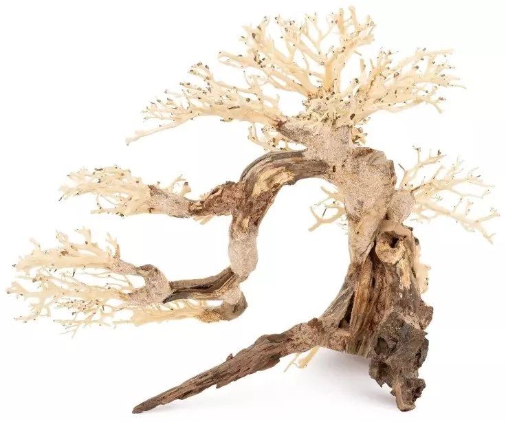 Sinking Bonsai tree no. 63 75x45