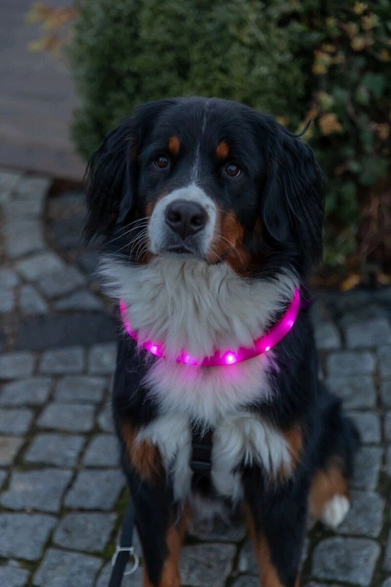 Trixie Świecąca obroża USB dla psa